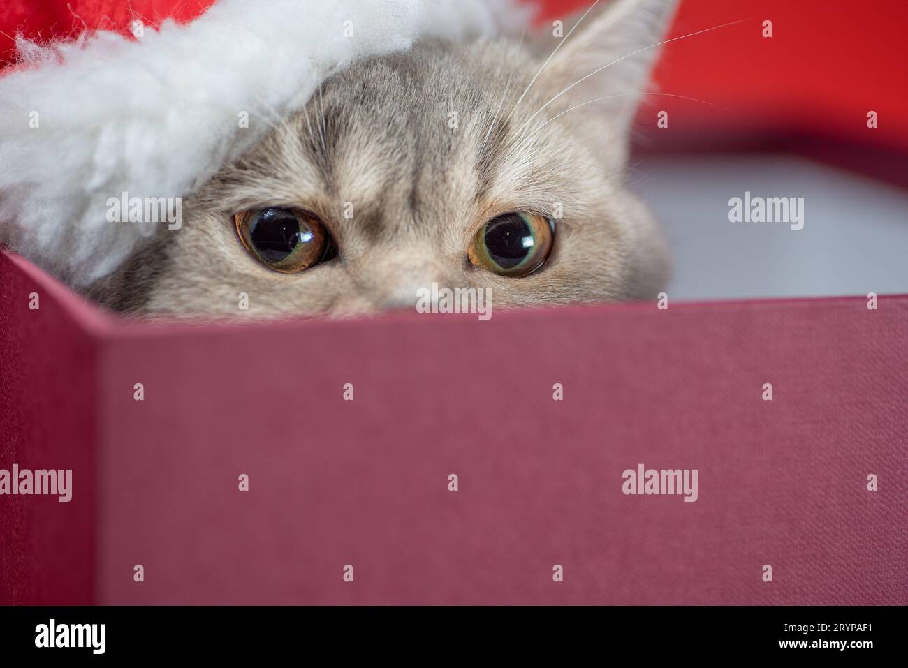 Christmas british shorthair cat in santa hat in burgundy box on red background Stock Photo