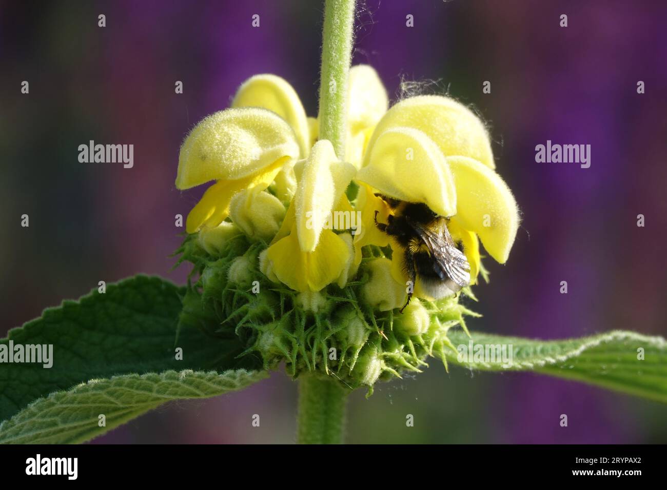 Phlomis russeliana, Jerusalem sage, bumble bee Stock Photo