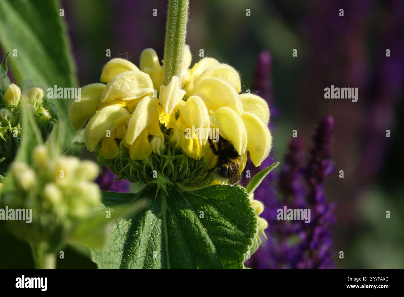 Phlomis russeliana, Jerusalem sage, bumble bee Stock Photo