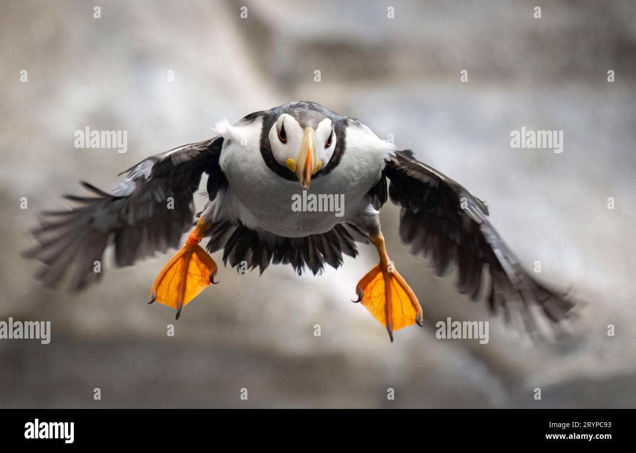 Horned Puffin (Fratercula corniculata) in breeding plumage jumping off rock, Alaska, USA. Stock Photo