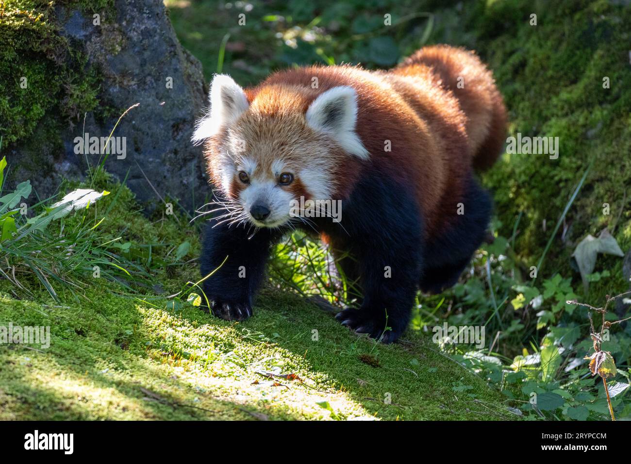 Western red panda (Ailurus fulgens fulgens), also known as the Nepalese red panda. Stock Photo