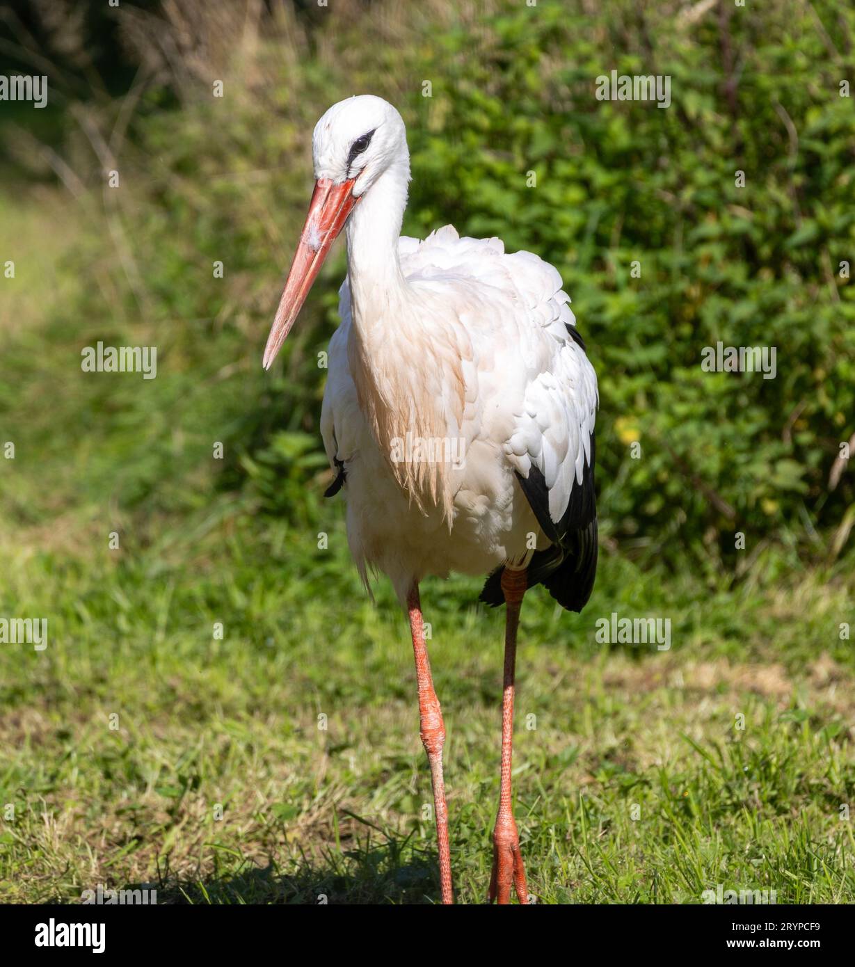 Graceful plumes hi res stock photography and images Alamy