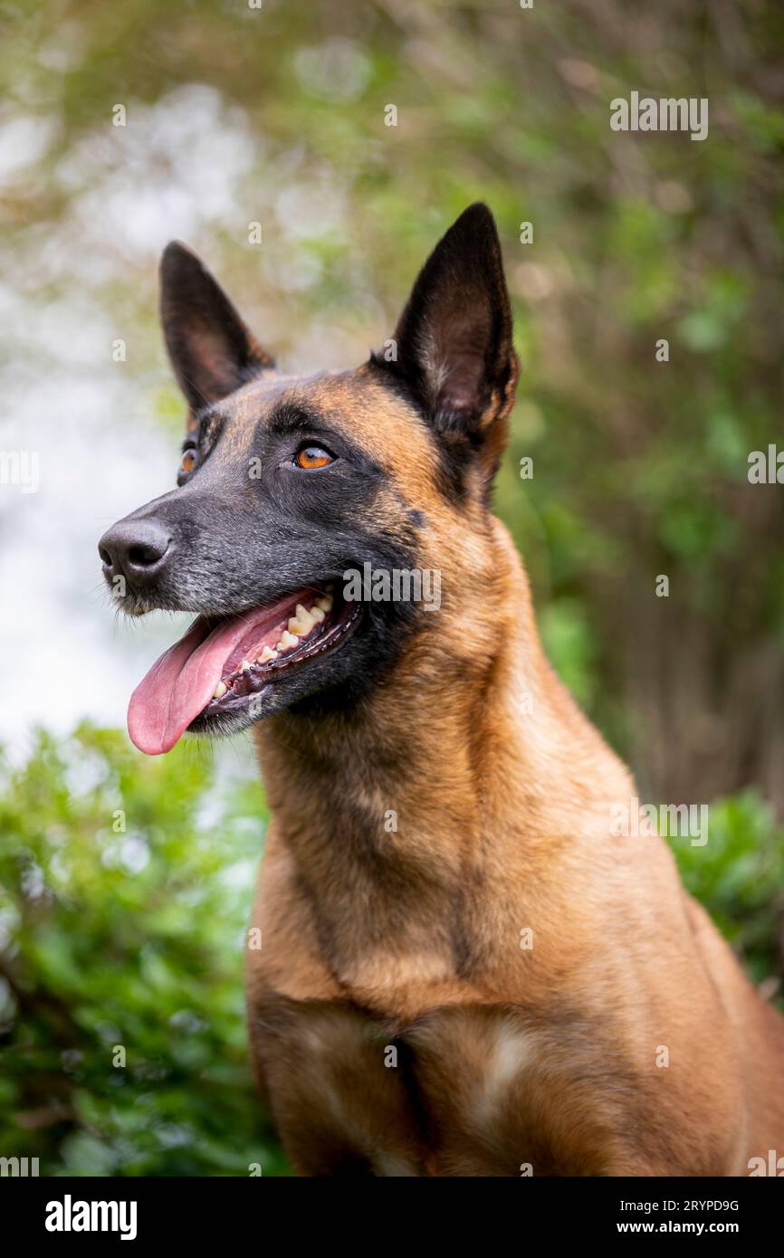 Belgian Shepherd, Malinois. Portrait of adult dog. Germany Stock Photo