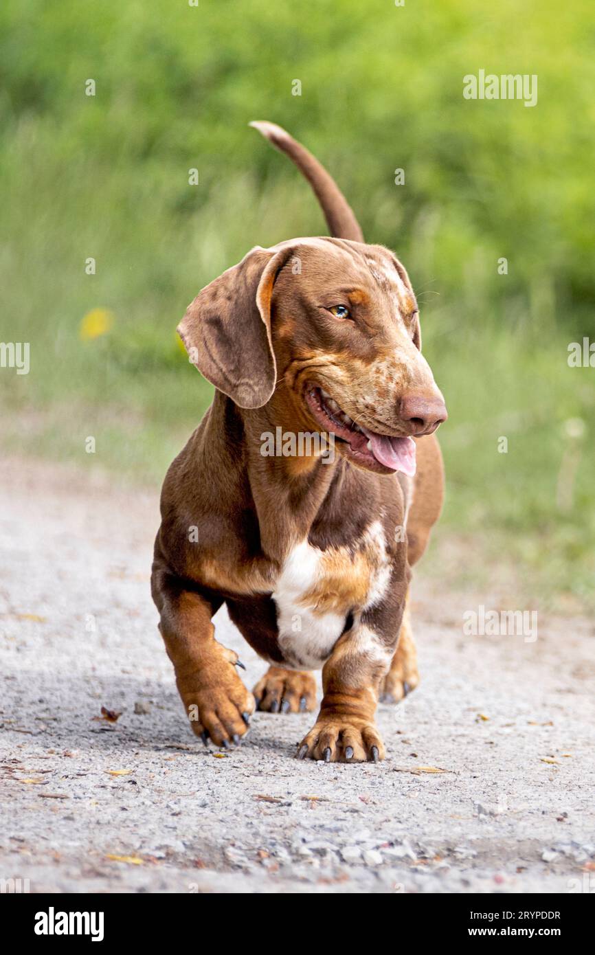 Short-haired brindle Dachshund. Adult male walking on a path. Germany Stock Photo