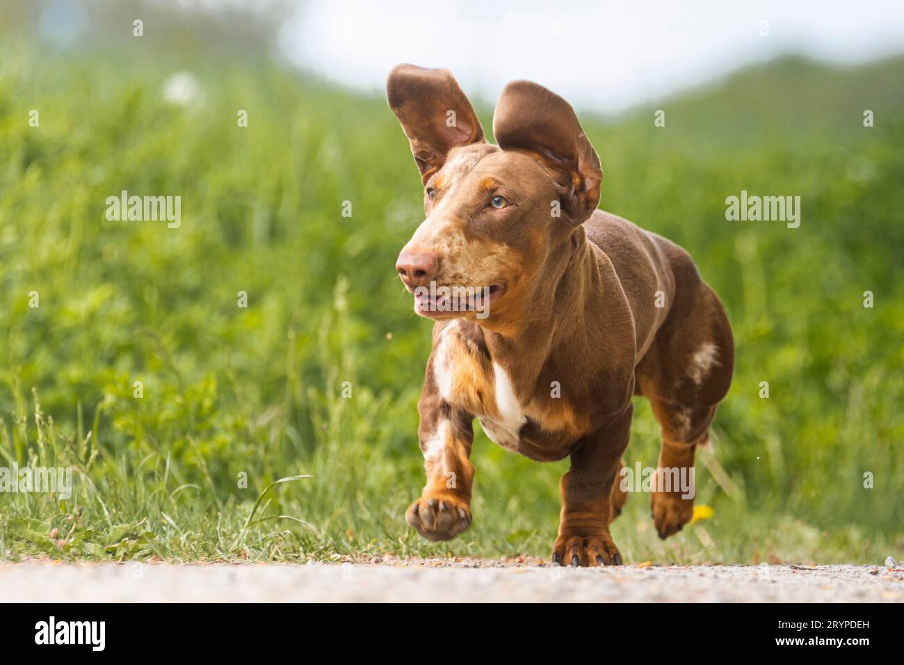 Short-haired brindle Dachshund. Adult male running on a path. Germany Stock Photo