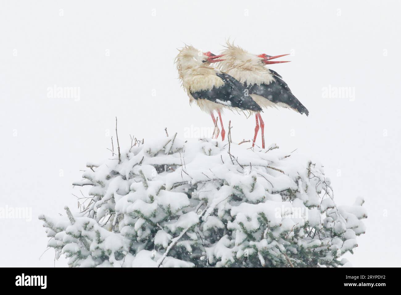 European White Stork (Ciconia ciconia). Couple standing on nest in snow storm while bill-clattering. Germany Stock Photo