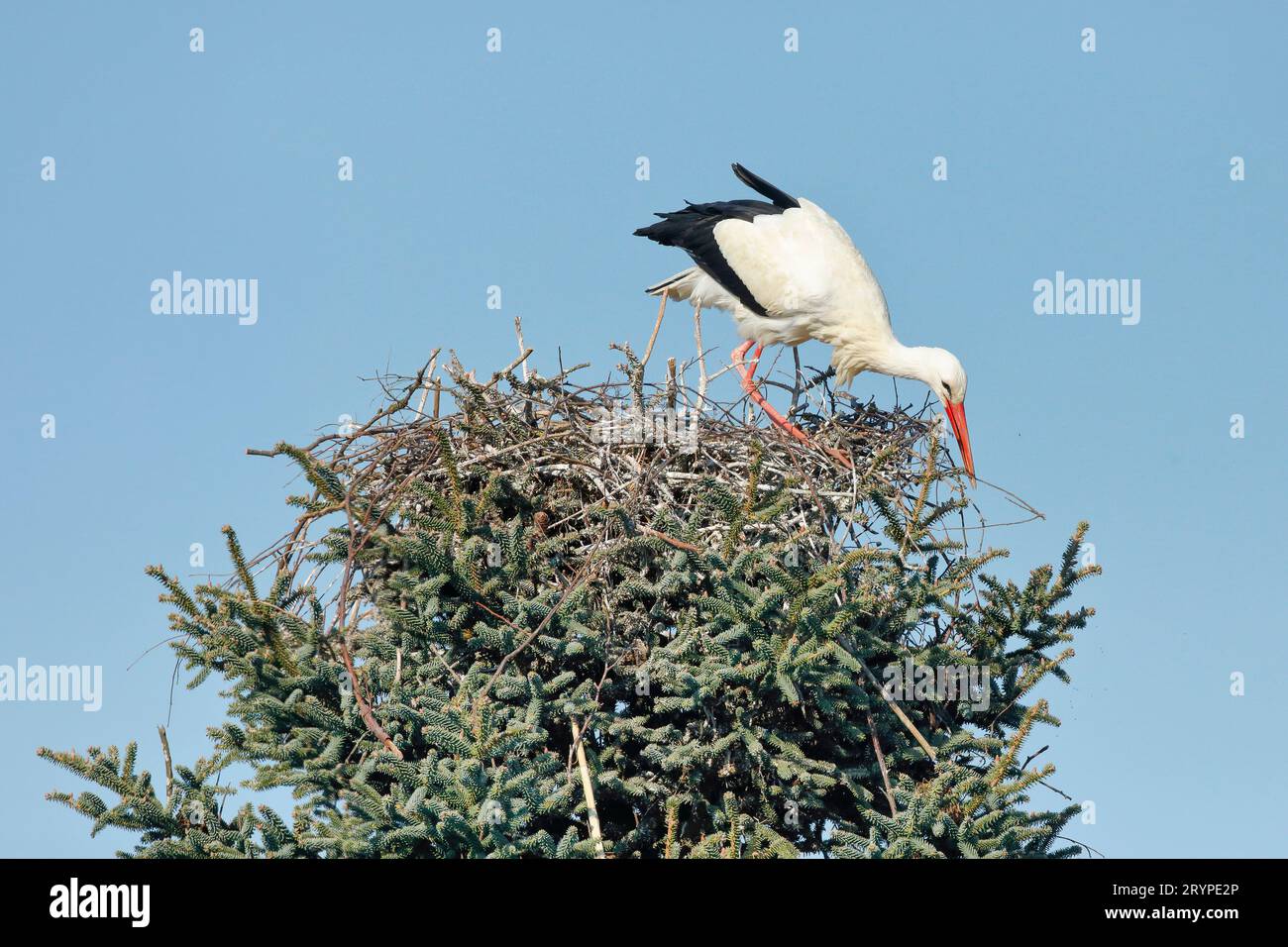 A White Stork (Ciconia ciconis) building a nest in a tree canopy under a blue sky. Switzerland Stock Photo