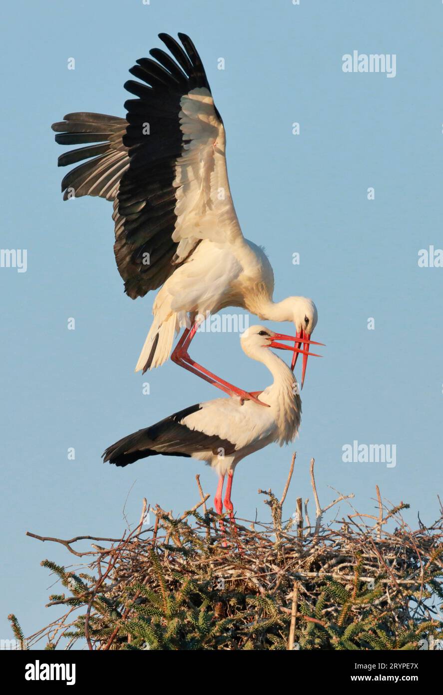 White Stork (Ciconia ciconia). Couple mating on nest. Switzerland Stock Photo