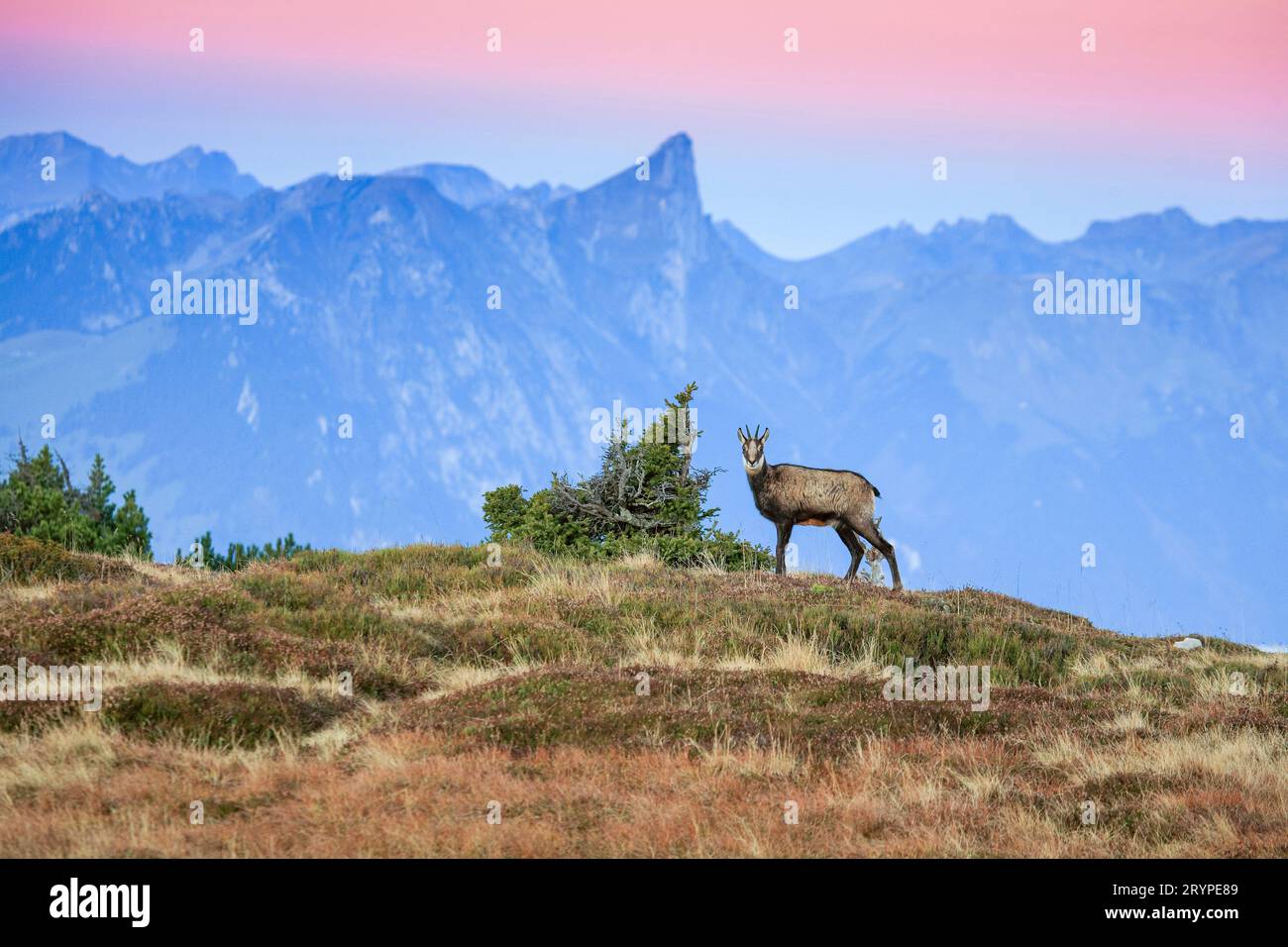 2190 hi-res stock photography and images - Alamy