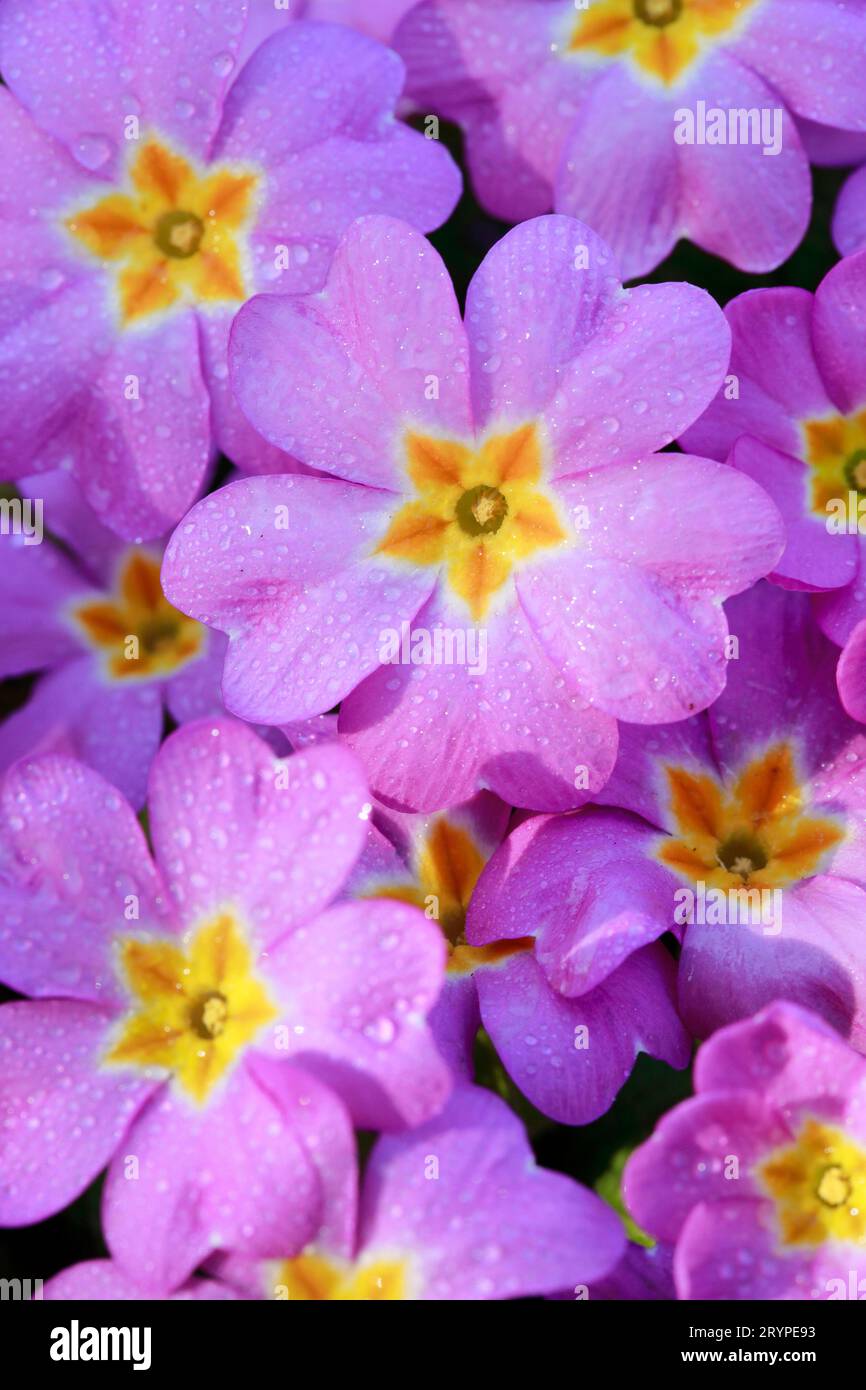 Garden  Primrose (Primula vulgaris)Several  pink flowers Stock Photo
