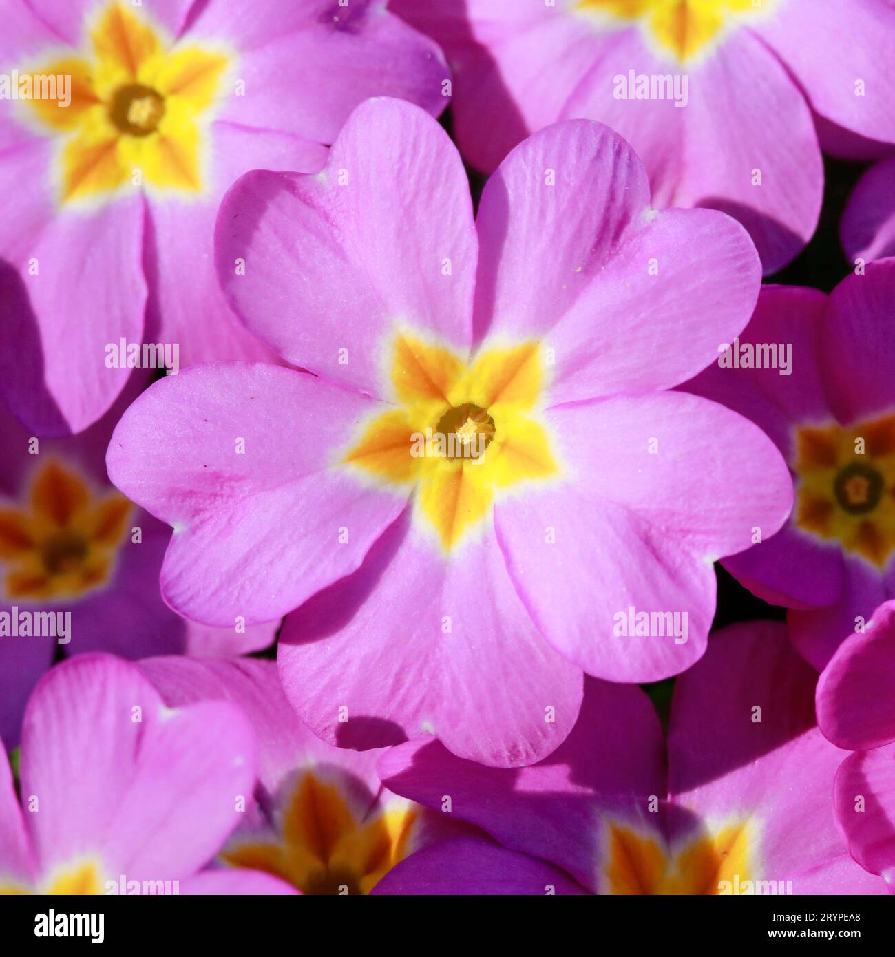 Garden  Primrose (Primula vulgaris)Several  pink flowers Stock Photo