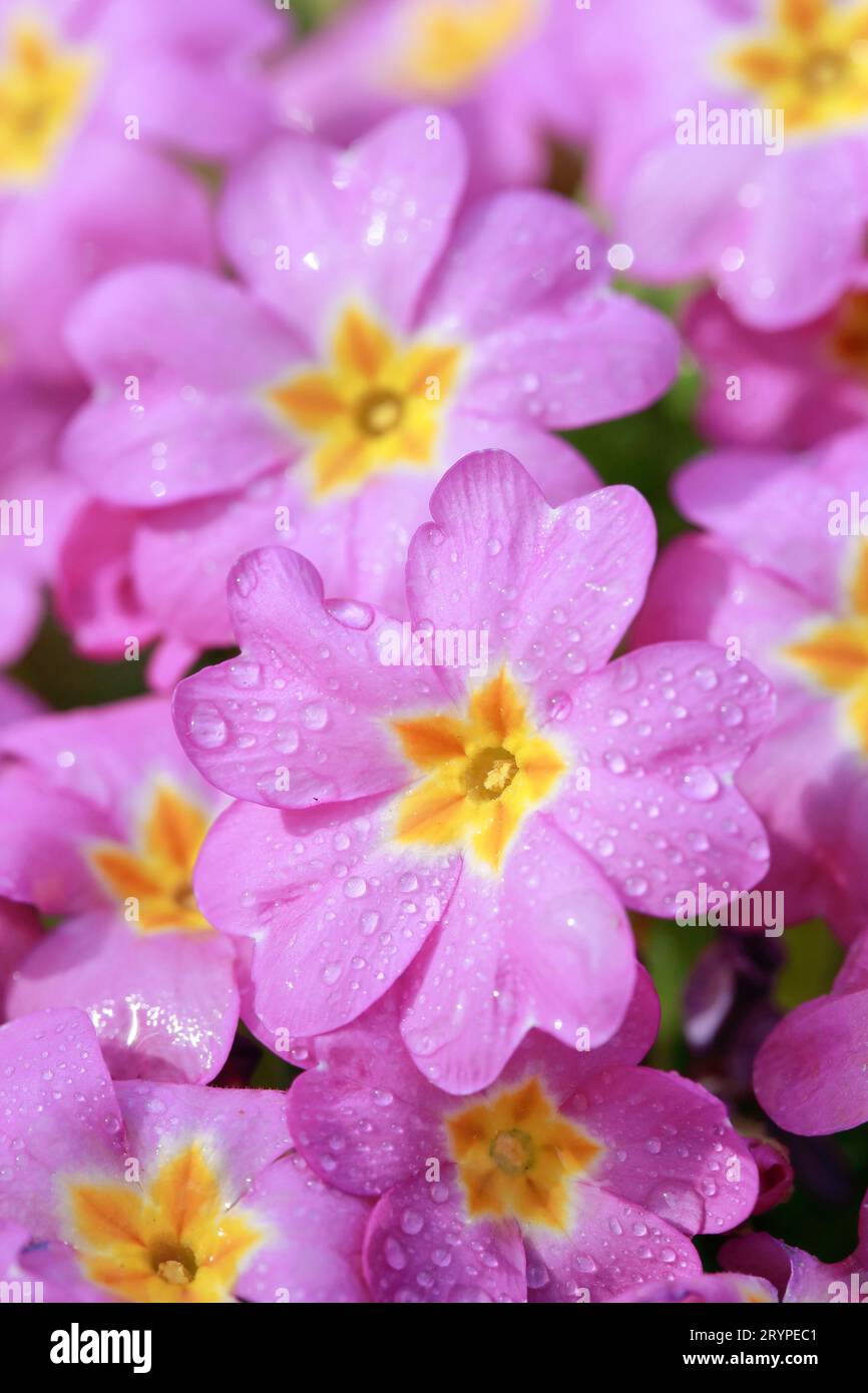 Garden  Primrose (Primula vulgaris) with raindrop covered pink flowers Stock Photo