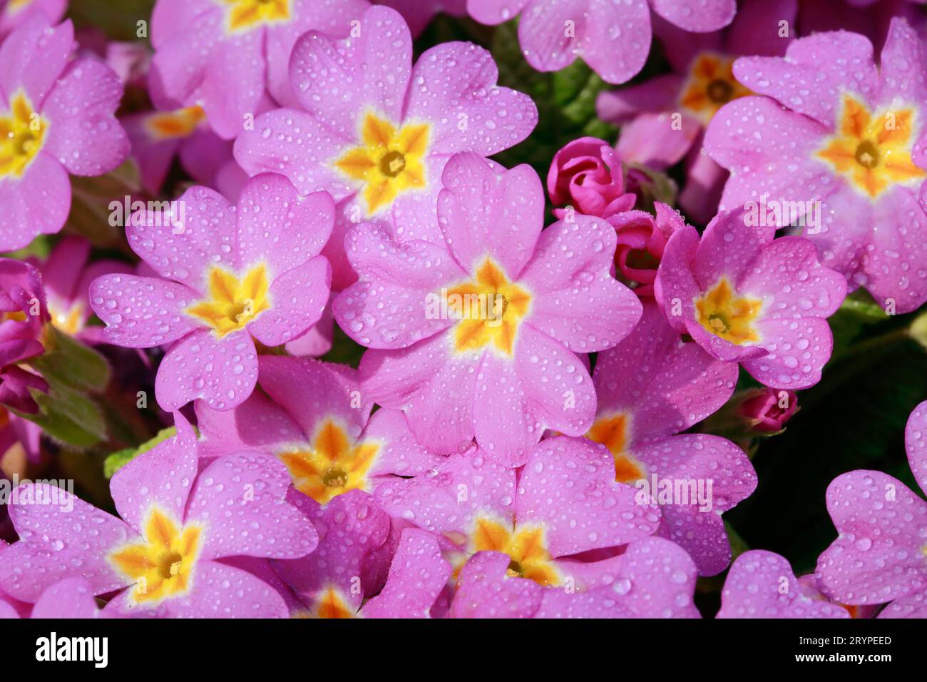 Garden  Primrose (Primula vulgaris) with raindrop covered pink flowers Stock Photo