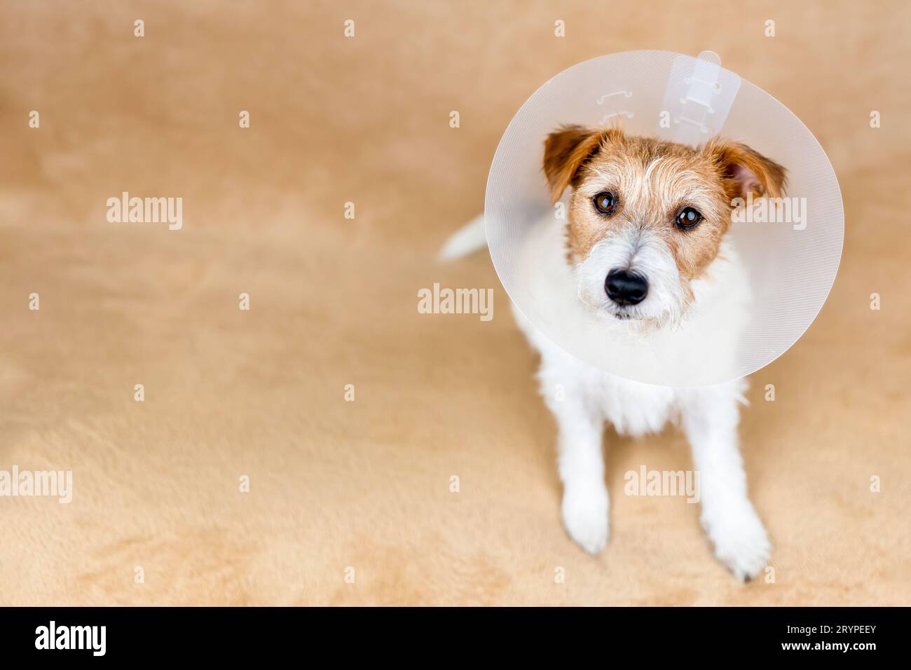 Cute healthy recovering dog wearing funnel collar. Protection after spaying surgery Stock Photo