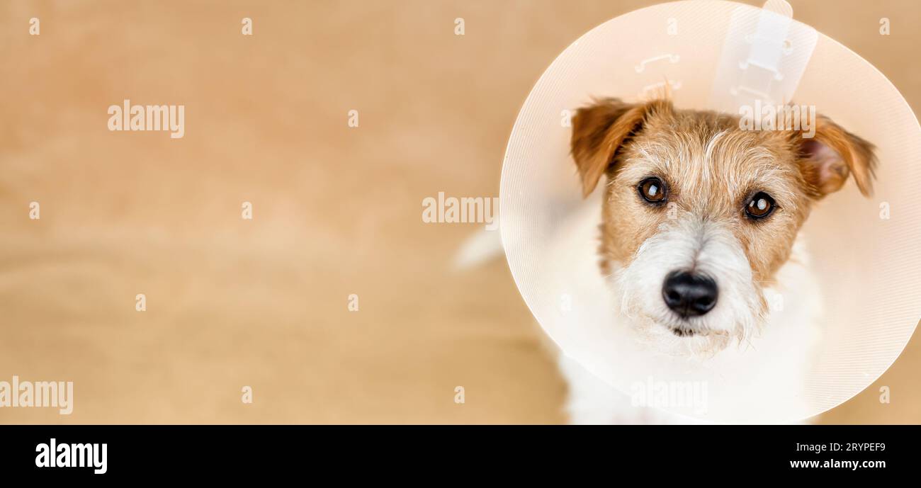 Cute healthy recovering dog wearing funnel collar. Protection after