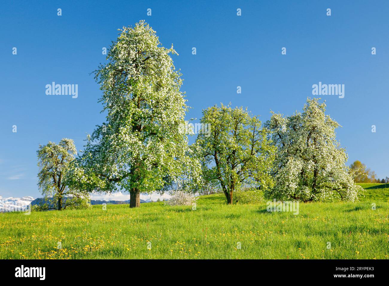 Blooming pear trees on flowering meadow . Oetwil am See in Zurich Oberland, Switzerland Stock Photo