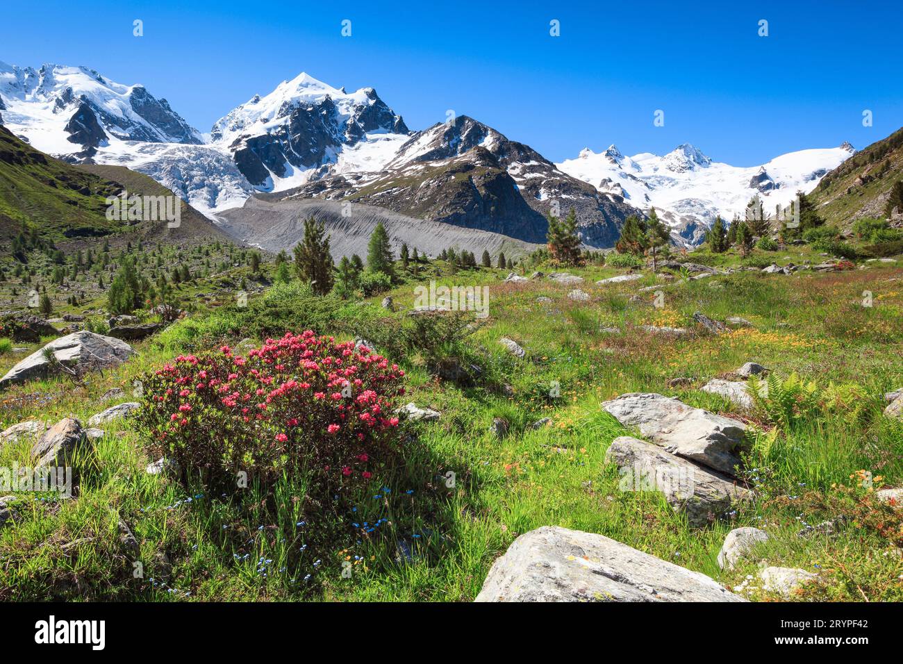 The valley Val Roseg with flowering Rusty-leaved Alpenrose (Rhododendron ferrugineum). Graubuenden, Switzerland Stock Photo