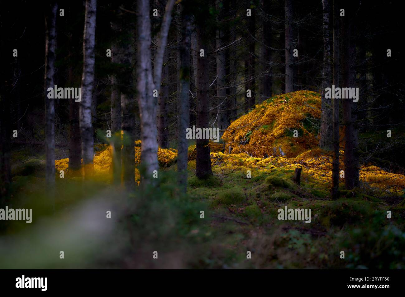 Osby, Sweden, 1 October, 2023 Crisp moody autumn morning in southern Sweden.  Credit: Peo Möller/Alamy Live News Stock Photo