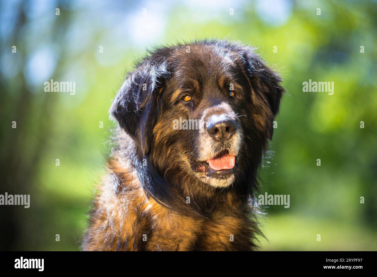Leonberger. Portrait of a adult male dog. Germany Stock Photo