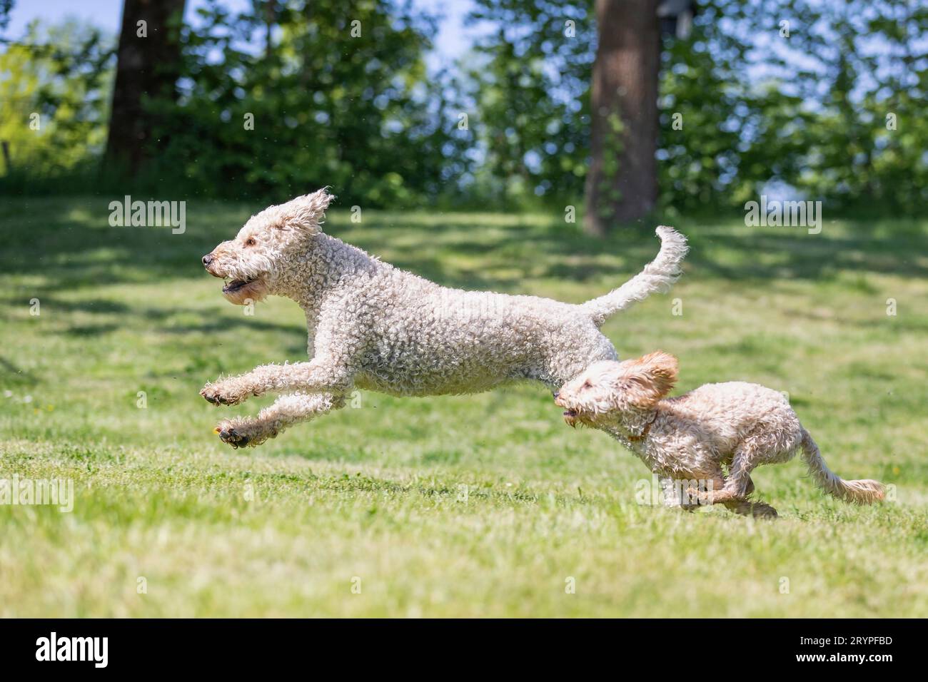 Miniature Poodle and Labradoodle x Goldendoodle. Two adults running on a lawn. Germany Stock Photo