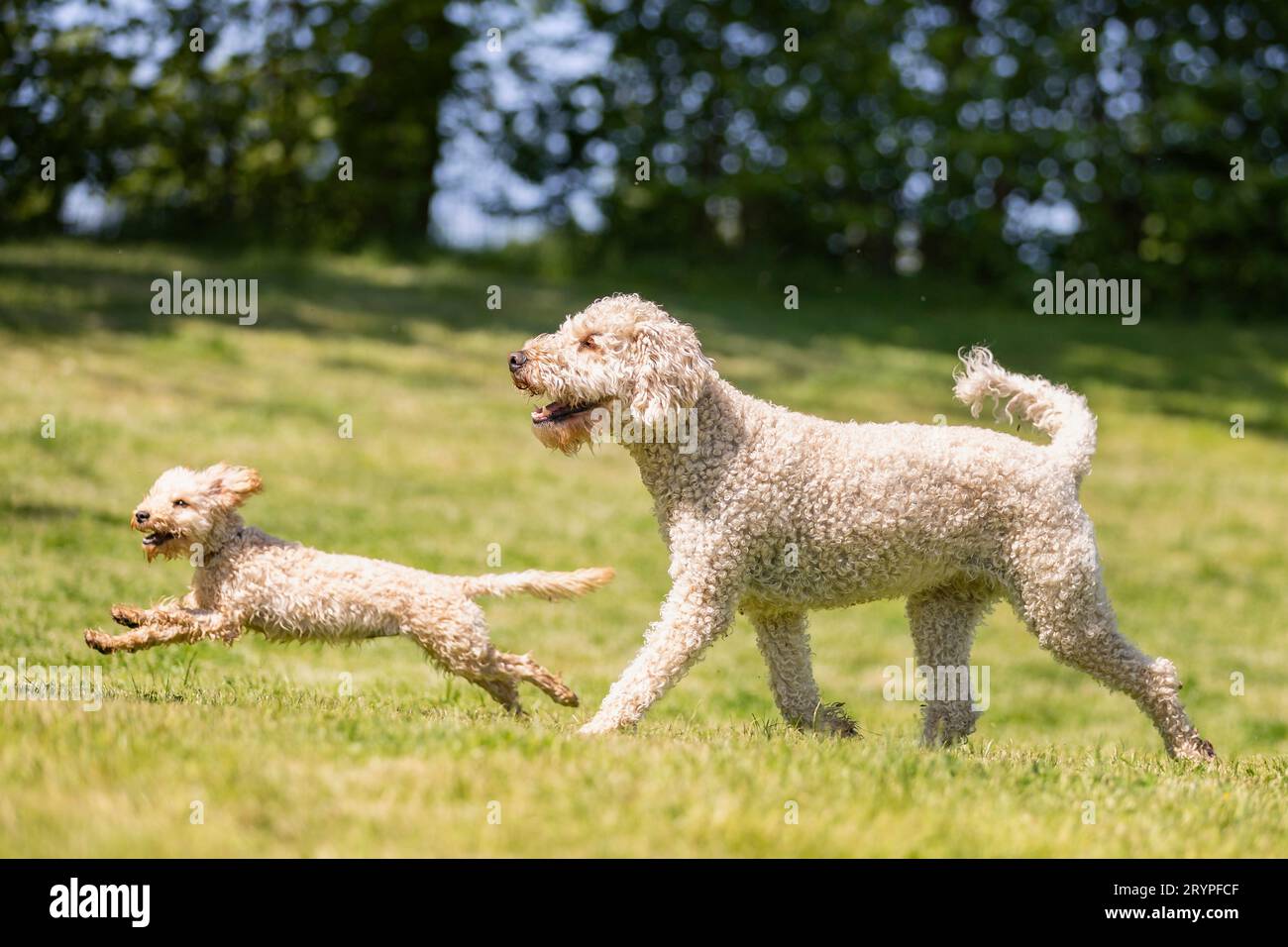 Miniature Poodle and Labradoodle x Goldendoodle. Two adults running on