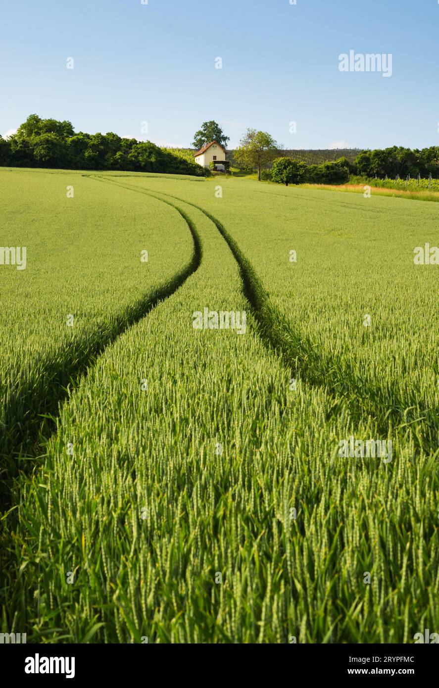 Beautiful spring rural landscape with green fields Stock Photo