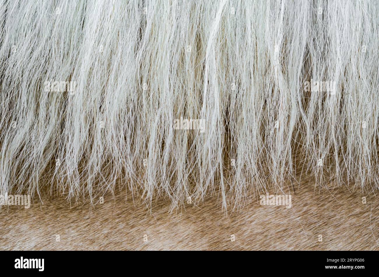 Texture of the skin of a beige horse with a mane close up Stock Photo