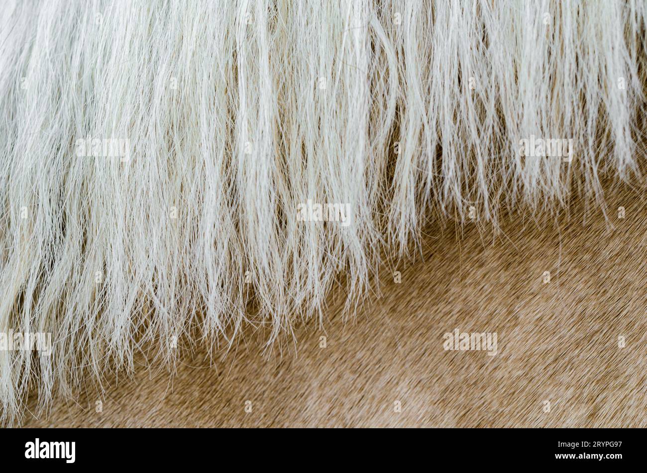 Texture of the skin of a beige horse with a mane close up Stock Photo