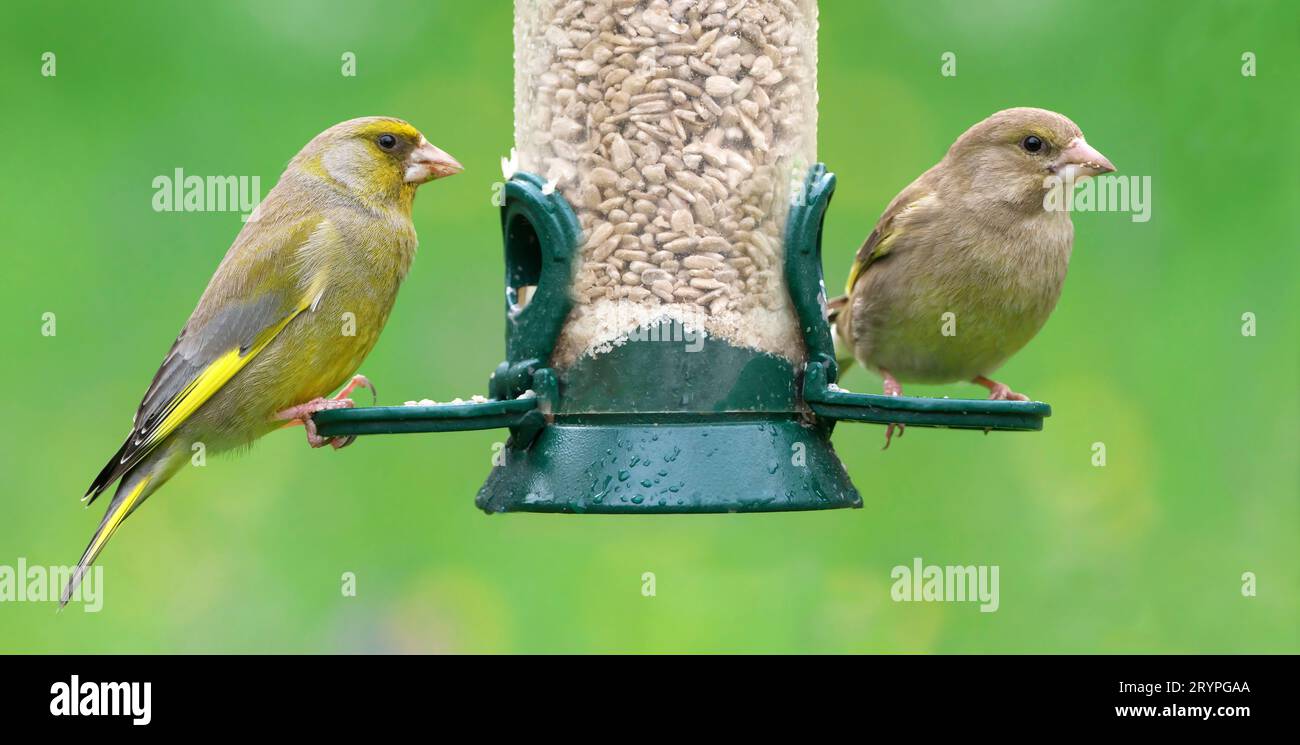 Green Finch (Carduelis chloris). Couple at a feeder with sunflower seeds. The male on the left. Germany Stock Photo