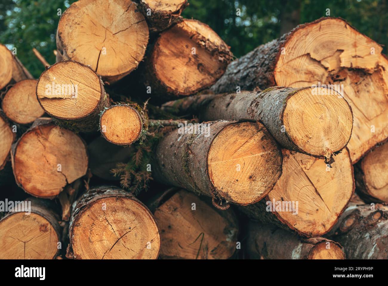 Lumber industry, cut down tree trunks stacked for transport Stock Photo