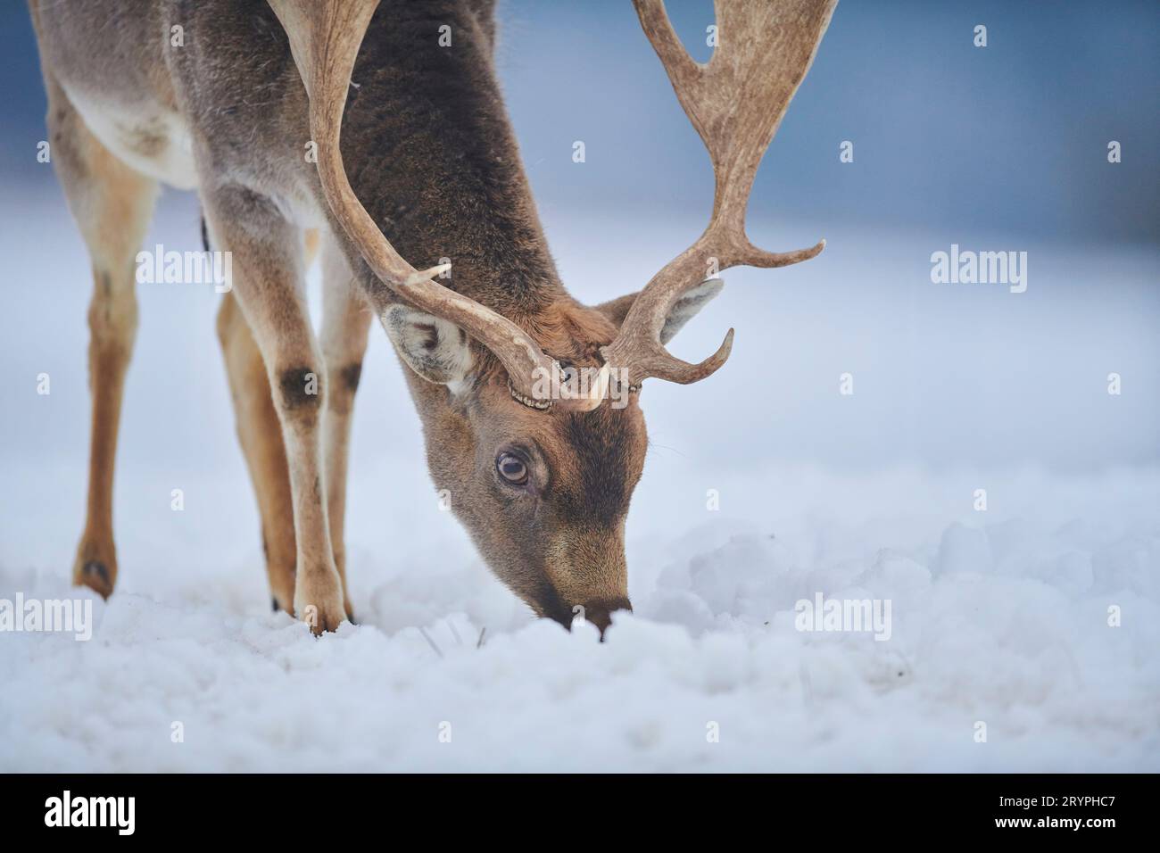 Fallow Deer (Cervus dama, Dama dama). Buck foraging. Germany Stock Photo