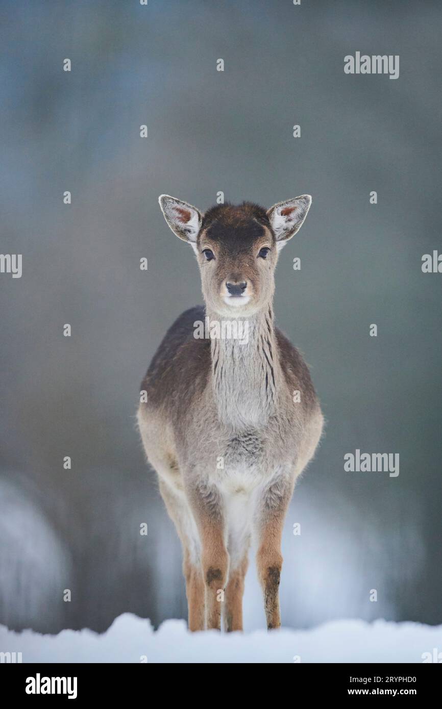 Fallow Deer (Cervus dama, Dama dama). Fawn standing in snow. Germany Stock Photo