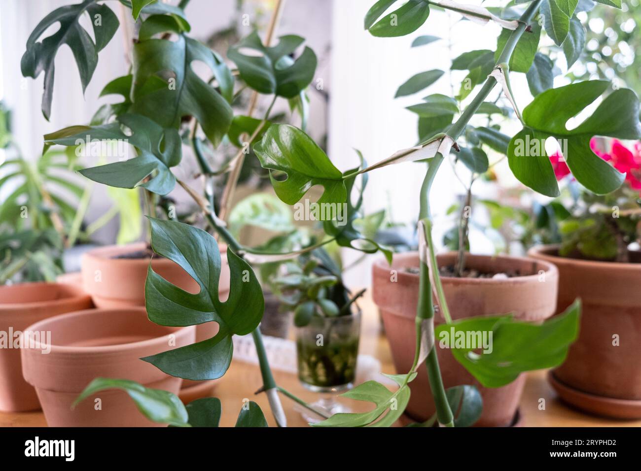 Rhaphidophora tetrasperma, a mini monstera in a clay terracotta pot.  Transplanting and caring for potted plants Stock Photo - Alamy