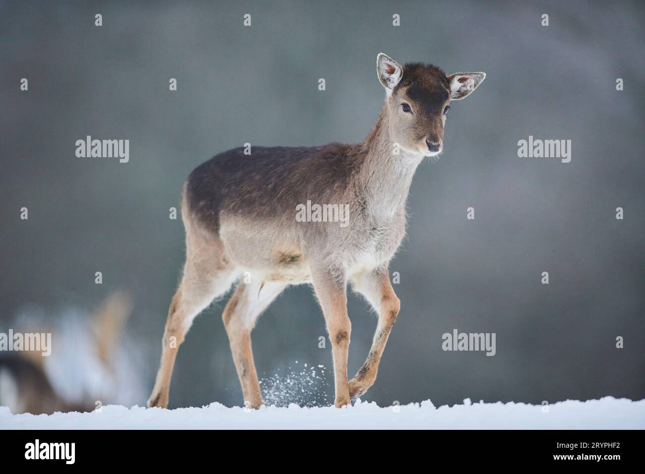 Fallow Deer (Cervus dama, Dama dama). Fawn walking in snow. Germany Stock Photo