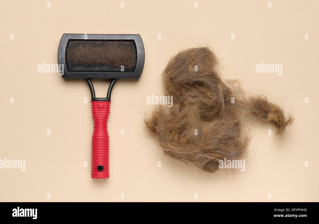 Animal trimmer and a tuft of gray wool on a blue background, top view. Item for grooming Stock Photo