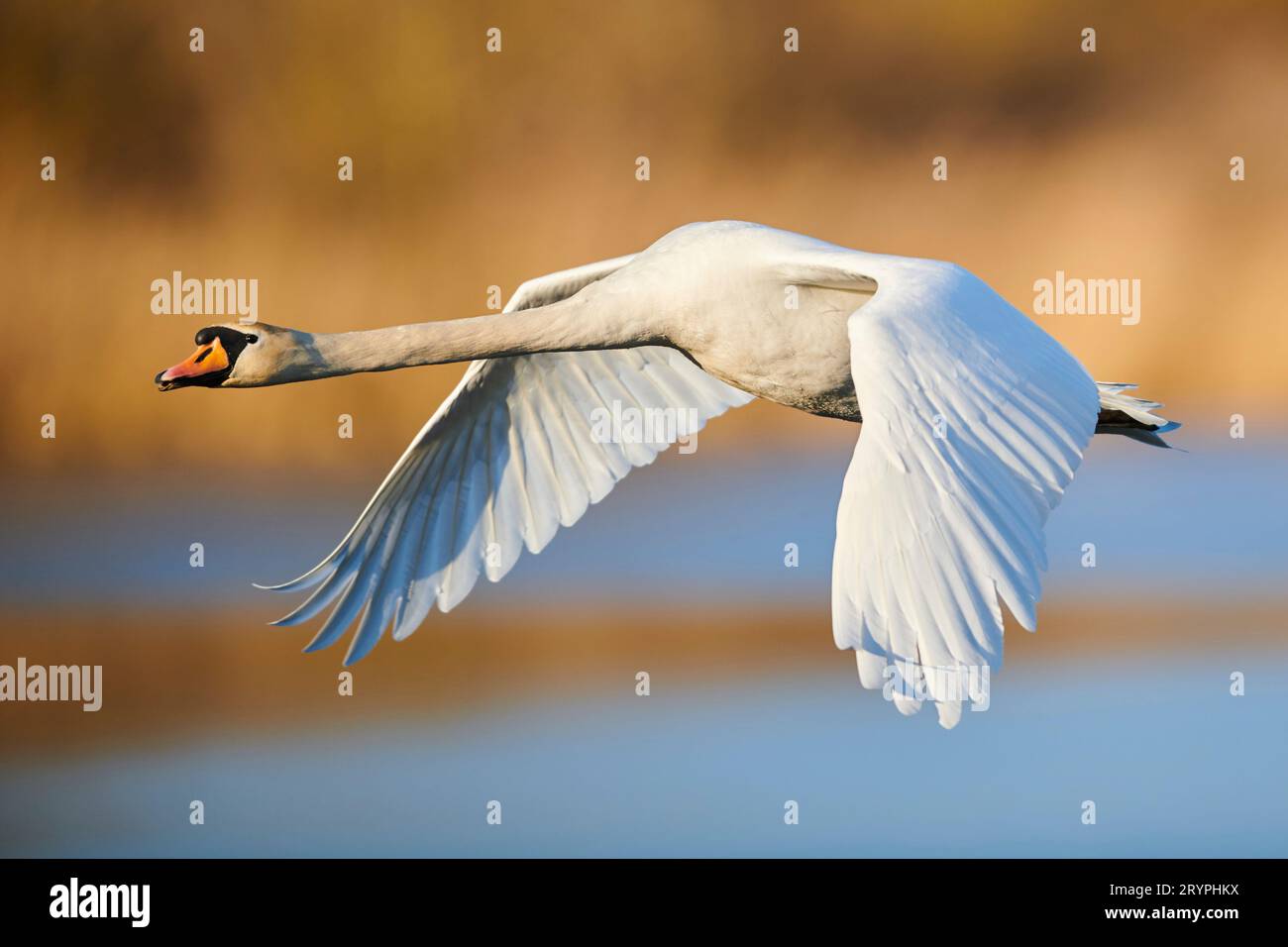 Mute Swan (Cygnus olor). Adult in flight. Germany Stock Photo