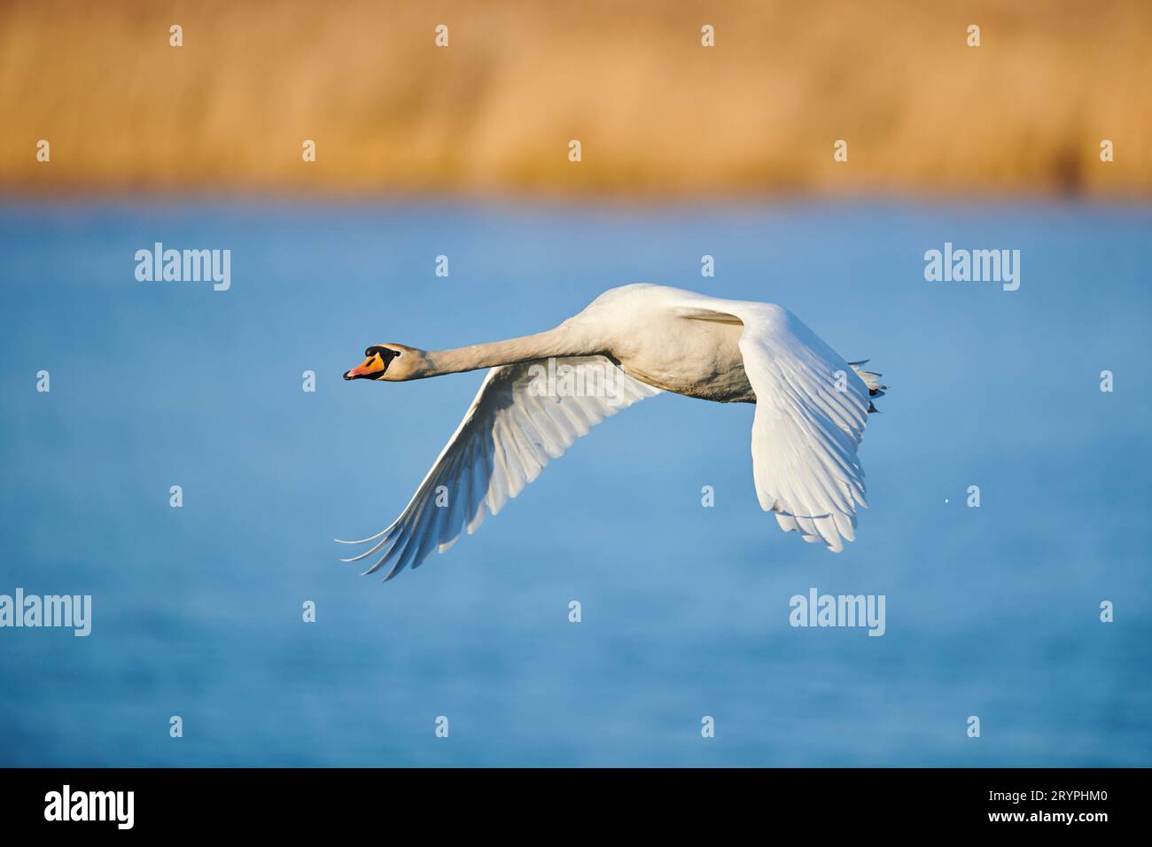 Mute Swan (Cygnus olor). Adult in flight above water. Germany Stock Photo
