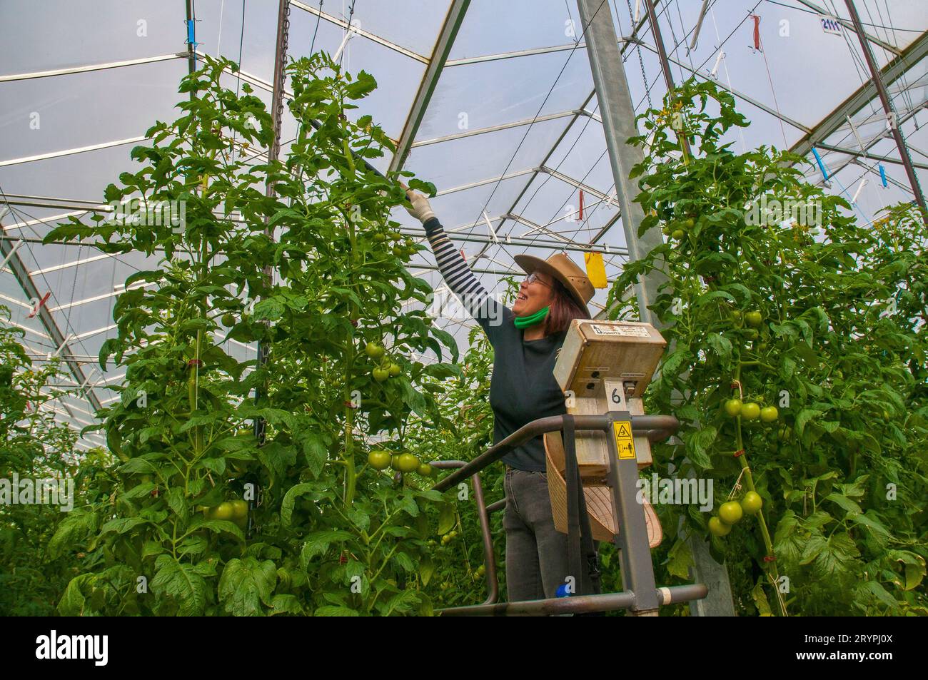Hand pollination of hydroponically grown hot house tomatoes in Victoria