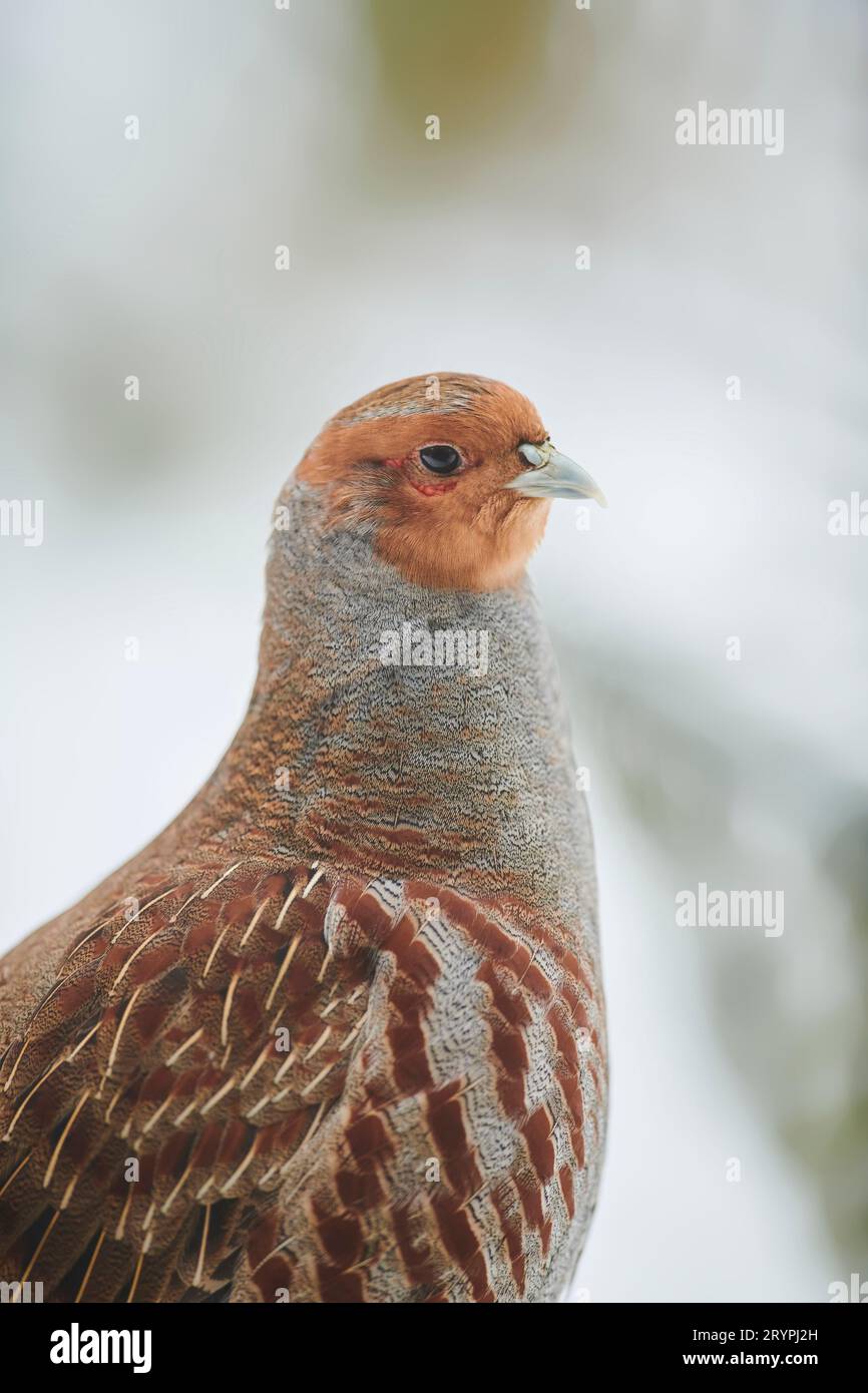 Grey Partridge (Perdix perdix). Portrait in winter. Germany Stock Photo