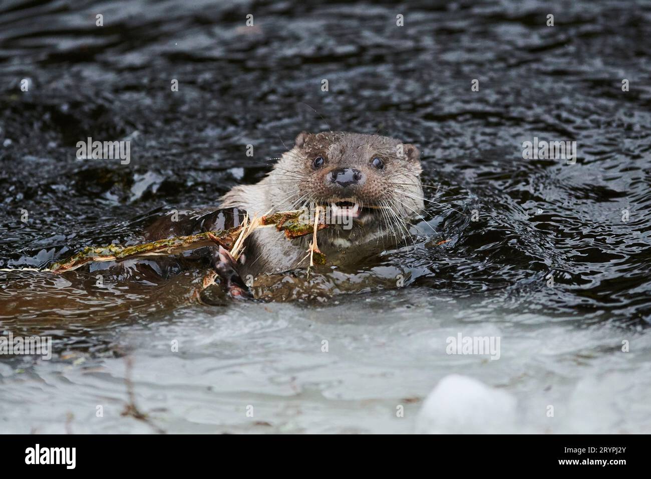 European River Otter (Lutra lutra) playing in icy water with a stick. Germany Stock Photo
