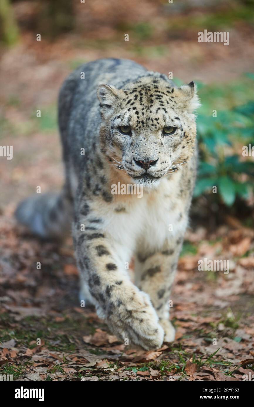 Snow Leopard (Panthera uncia). Adult walking towards the camera Stock Photo