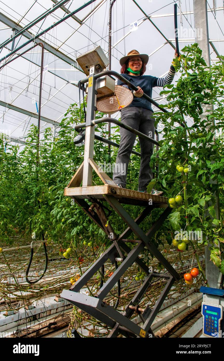 Hand pollination of hydroponically grown hot house tomatoes in Victoria