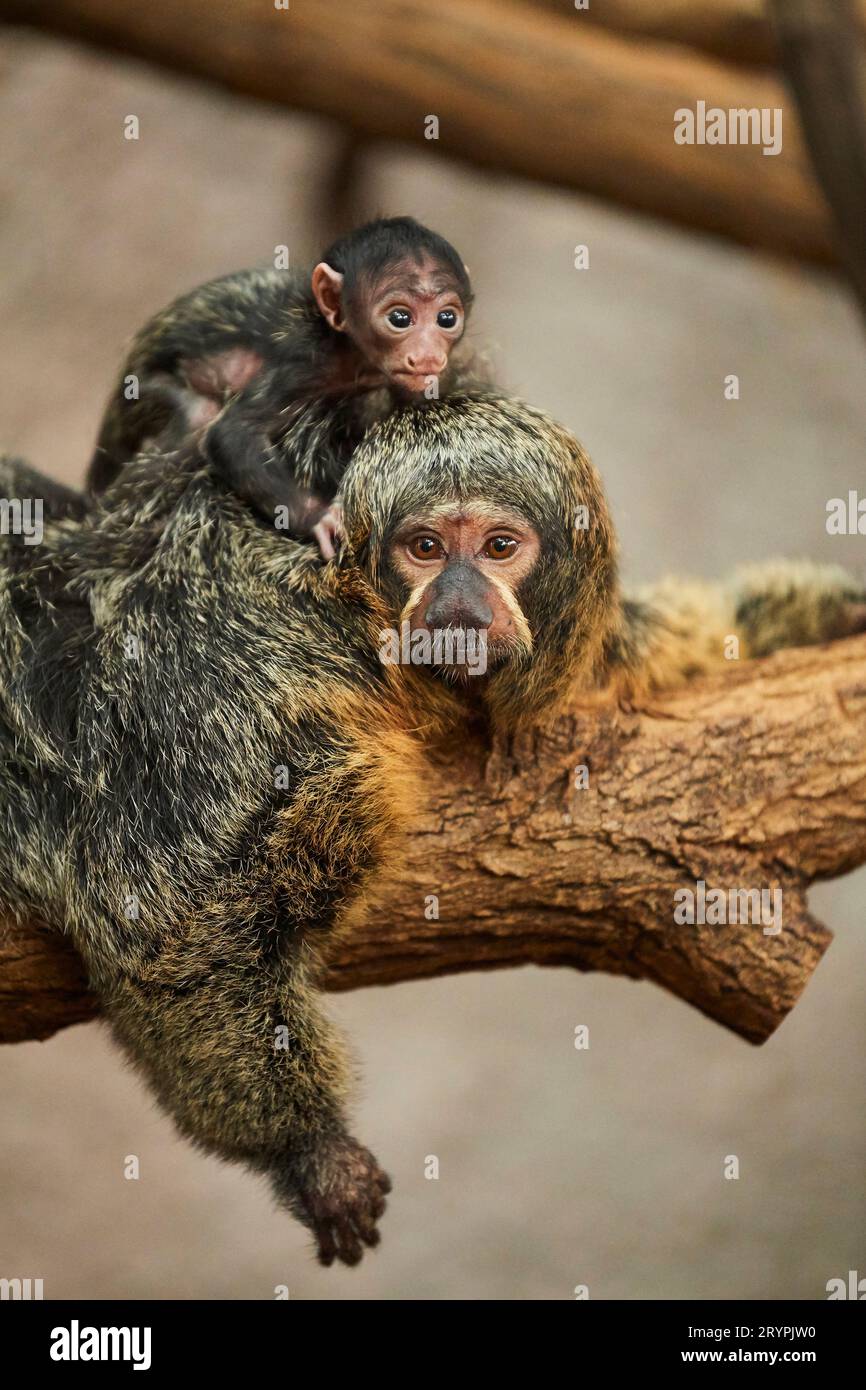 White-faced Saki (Pithecia pithecia). Female with baby in a zoo ...