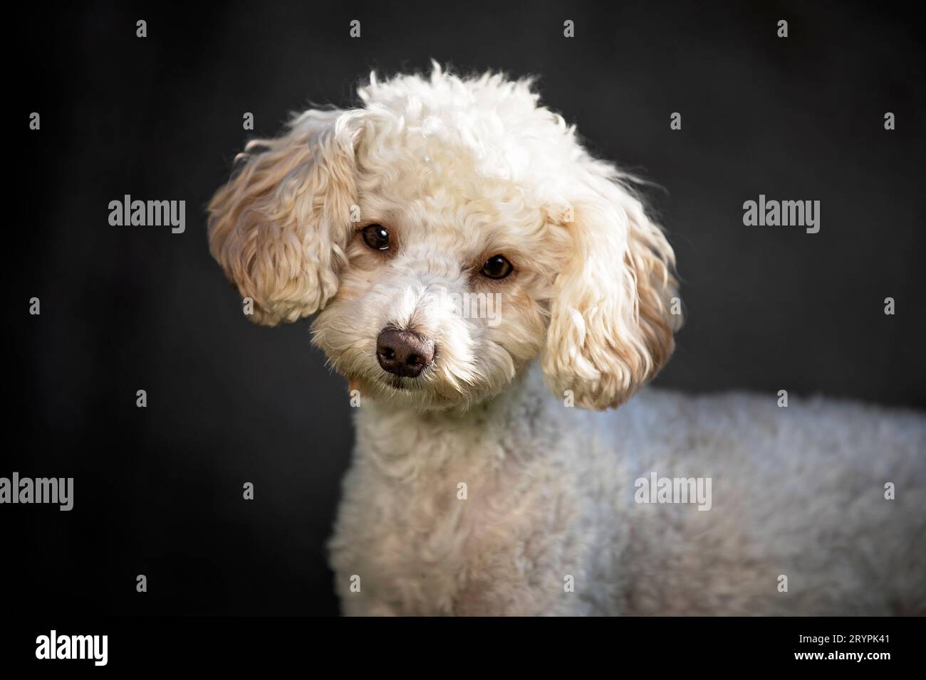 Miniature Poodle. Portrait of adult she-dog against black background. Germany Stock Photo