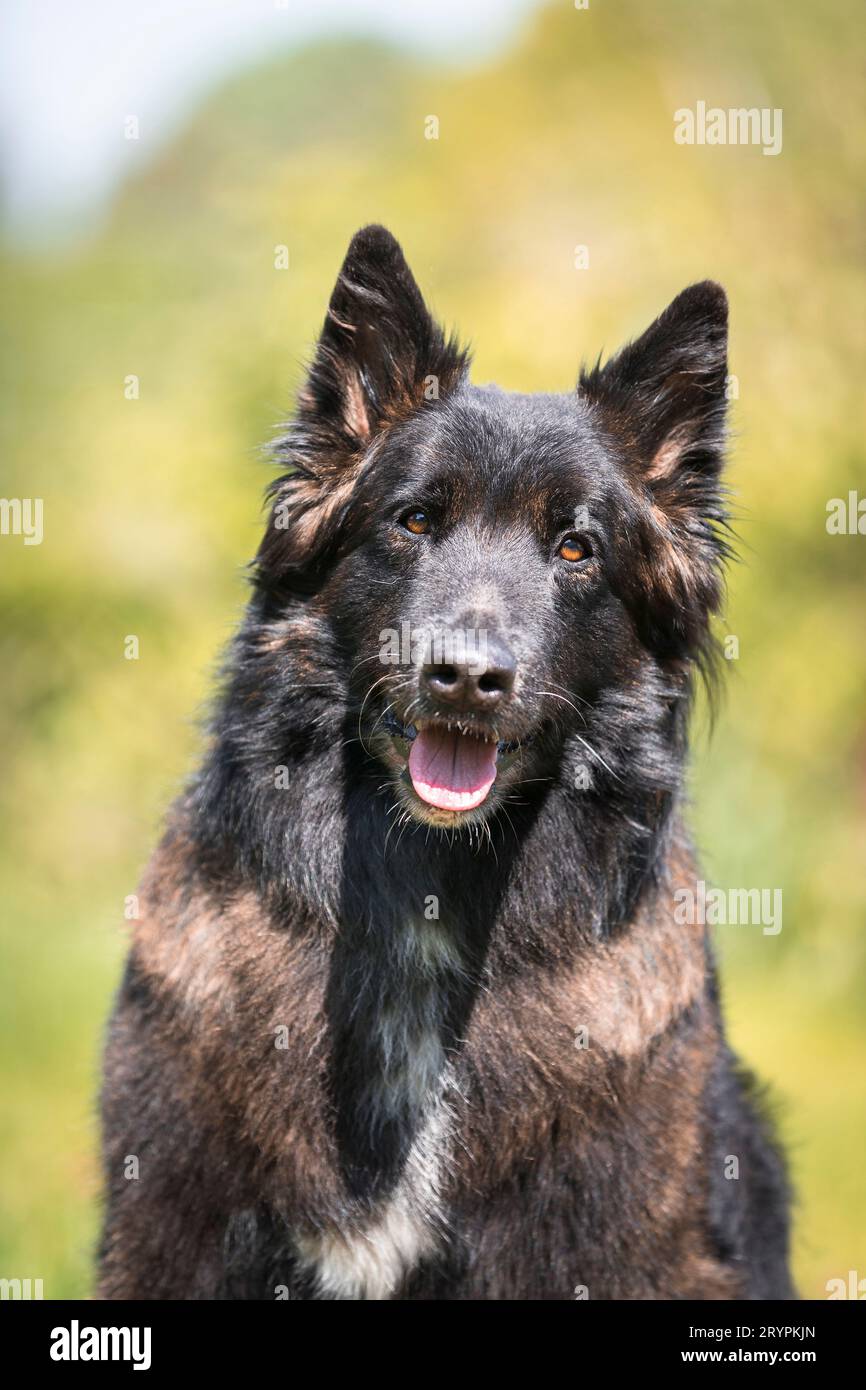 Belgian Shepherd, Tervuren. Portrait of adult dog. Germany Stock Photo