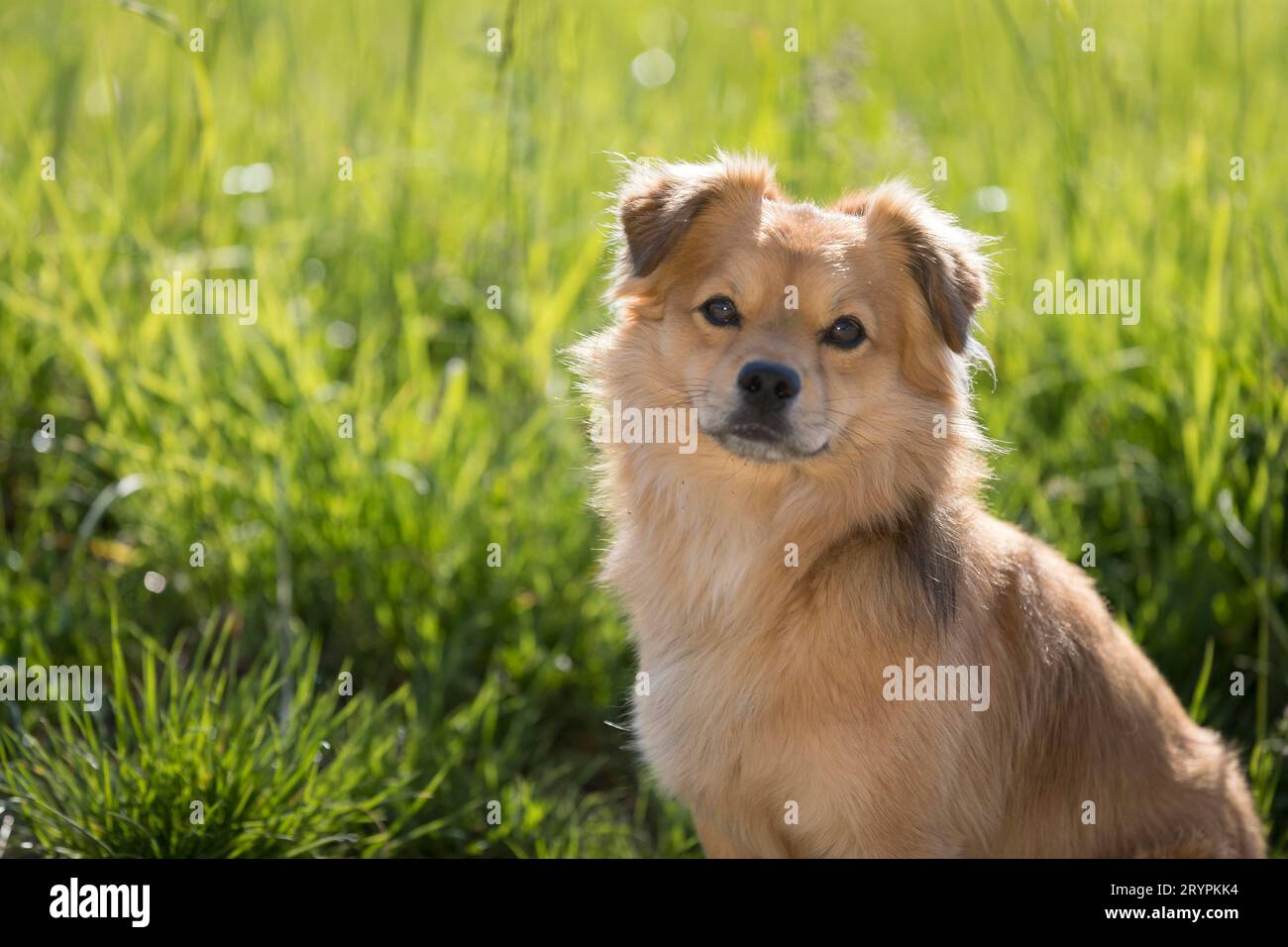 Domestic dog. Mixed-breed dog sitting on a meadow. Germany Stock Photo
