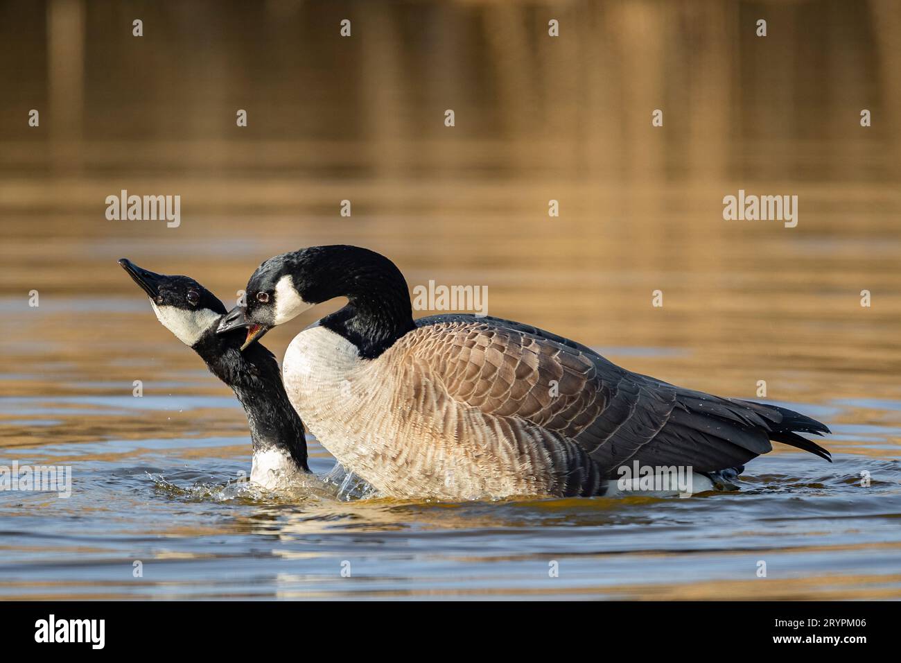 Canada Goose (Branta canadensis). Couple mating. Germany Stock Photo