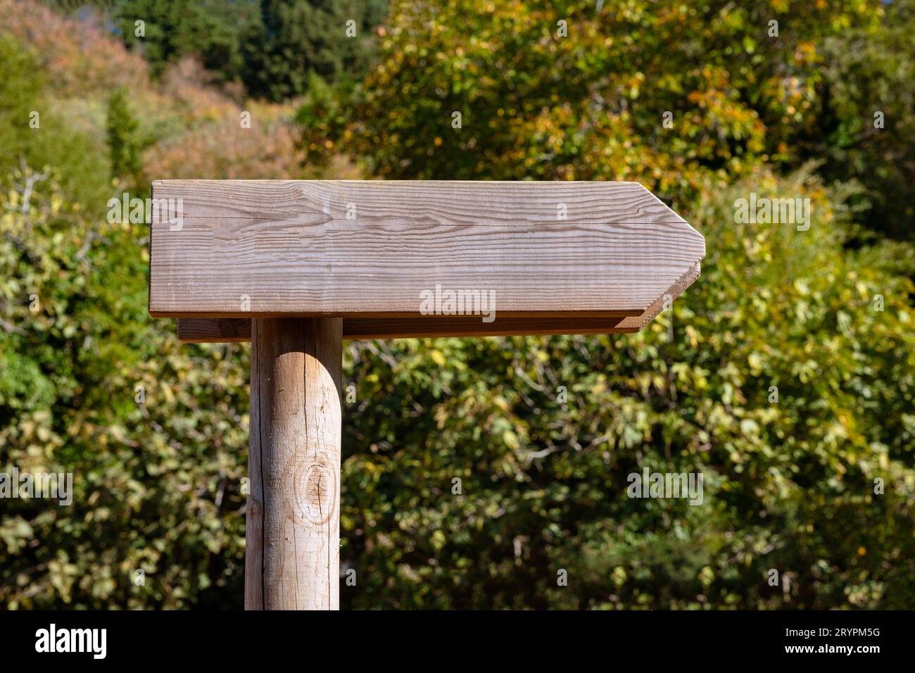 Blank wooden direction sign in the forest or a park. wooden blank signpost concept photo. Stock Photo