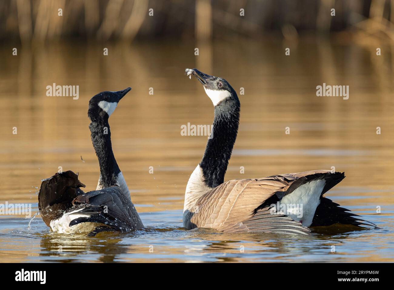 Canada Goose (Branta canadensis). Couple after mating. Germany Stock Photo