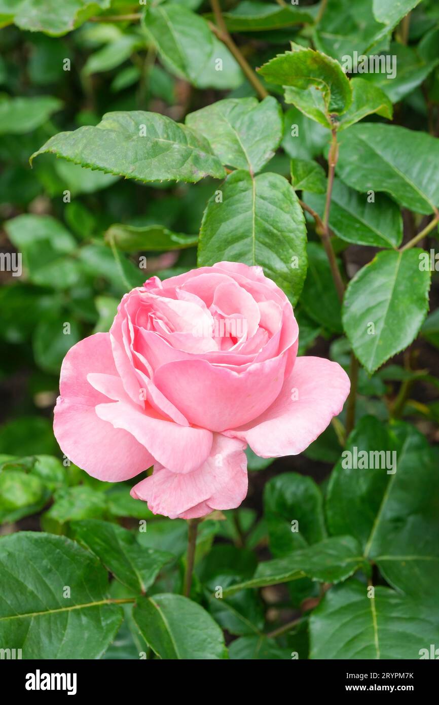 Rosa Queen Elizabeth II, rose Queen Elizabeth, floribunda, double, scented pink blooms Stock Photo